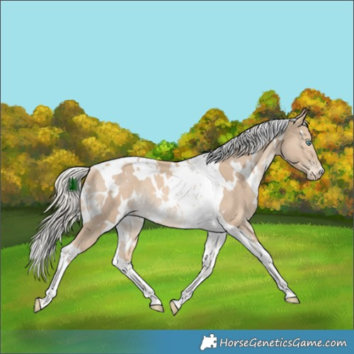 Horse Color:White Spotted Cremello Tobiano Rabicano 