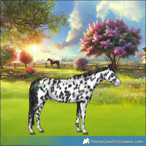 Horse Color:Powder White Black Skewed Appaloosa 