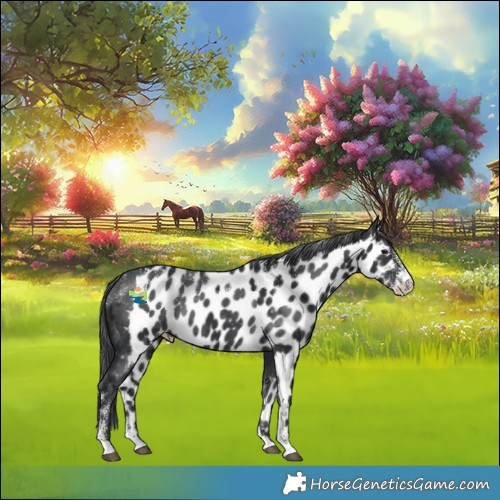 Horse Color:Powder White Black Skewed Appaloosa