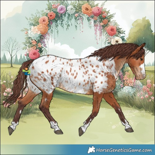 Horse Color:Chocolate Bay Appaloosa