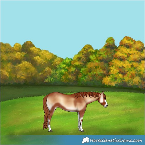 Horse Color:Red Onyx