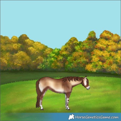 Horse Color:Red Onyx 