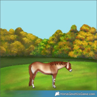 Horse Color:Red Onyx