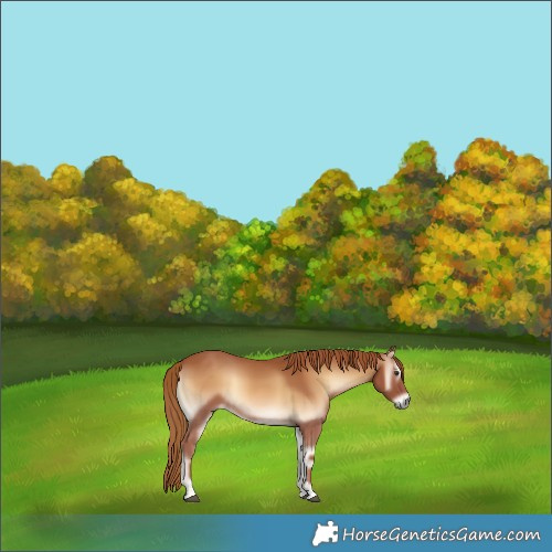 Horse Color:Red Onyx