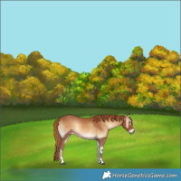 Horse Color:Red Onyx 
