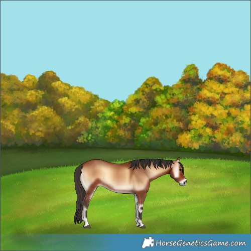 Horse Color:Bay Onyx