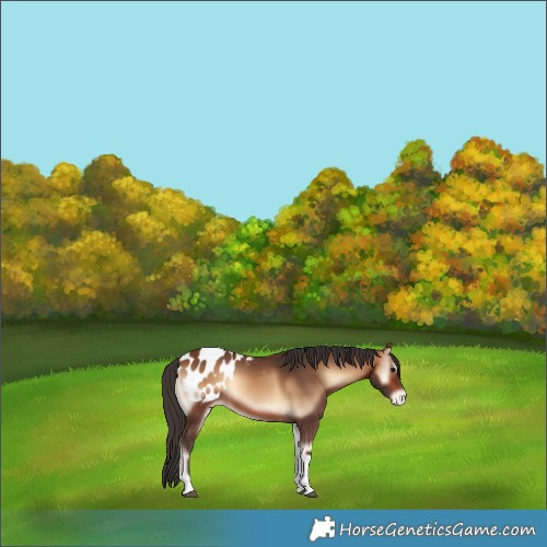 Horse Color:Bay Onyx Tobiano Blanket 