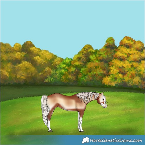 Horse Color:Silver Bay Onyx Splash