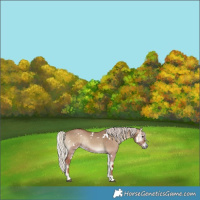 Horse Color:White Spotted Silver Grullo Onyx Rabicano 
