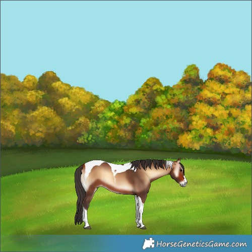 Horse Color:Bay Onyx Tobiano 
