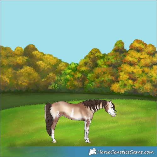 Horse Color:Amber Champagne Onyx Sabino
