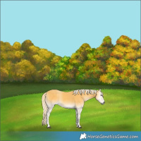 Horse Color:Palomino Onyx 