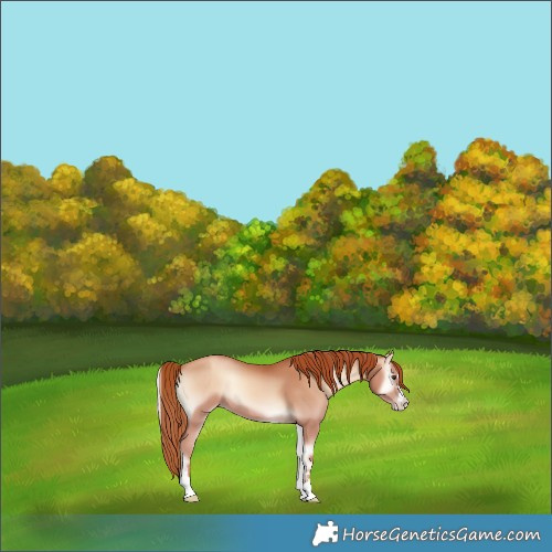 Horse Color:Gold Champagne Onyx