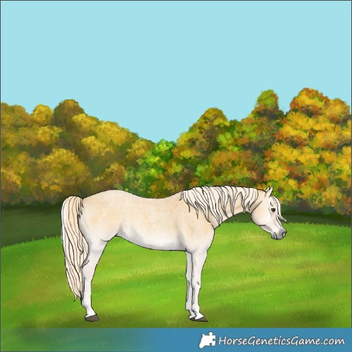 Horse Color:Palomino Roan Onyx