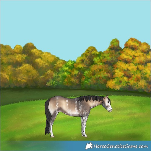 Horse Color:Brown Onyx Sabino