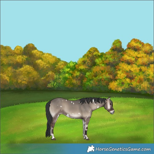 Horse Color:White Spotted Grullo Onyx