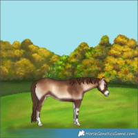 Horse Color:Red Onyx Rabicano 