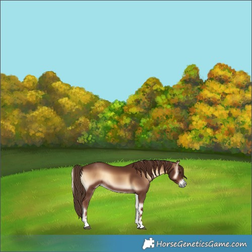 Horse Color:Red Onyx Rabicano 