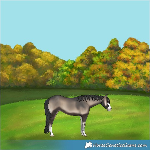 Horse Color:Blue Onyx
