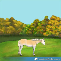 Horse Color:Palomino Onyx