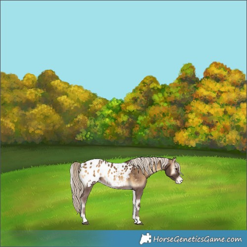 Horse Color:Chocolate Palomino Onyx Blanket