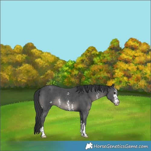 Horse Color:Black Sabino Rabicano 