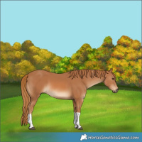 Horse Color:Chestnut Tobiano 