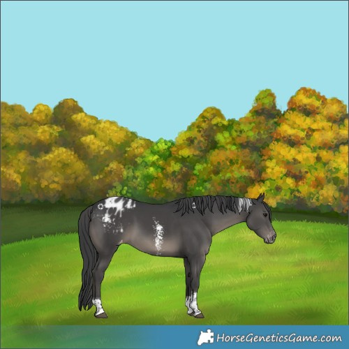Horse Color:Black Sabino Tobiano Varnish Rabicano 