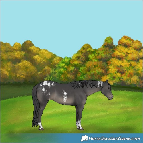 Horse Color:Black Sabino Tobiano Appaloosa Rabicano 