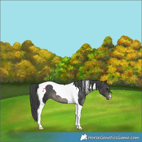 Horse Color:Black Tobiano Varnish 
