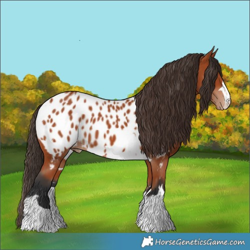 Horse Color:Bay Appaloosa 