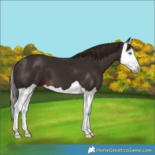 Horse Color:Liver Chestnut Splash