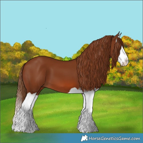 Horse Color:Chestnut Splash 