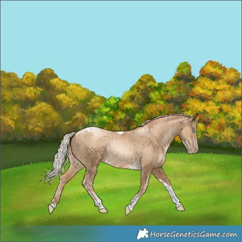 Horse Color:Gray Silver Amber Cream Champagne Pearl Tobiano Rabicano 