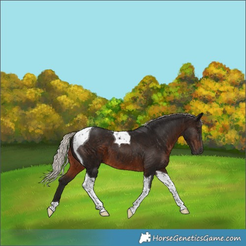 Horse Color:Gray Silver Brown Tobiano 