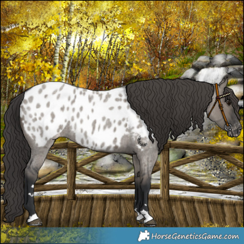 Horse Color:Grullo Roan Appaloosa 