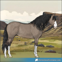 Horse Color:Brown Dun 