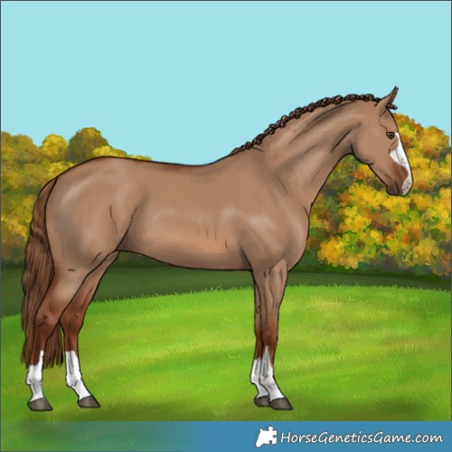 Horse Color:Unknown 