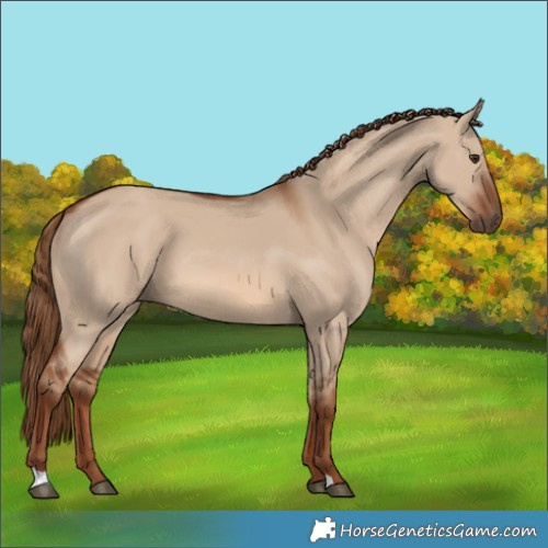 Horse Color:Unknown 