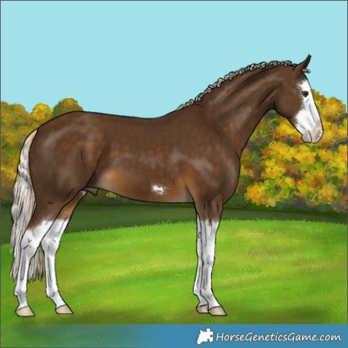 Horse Color:Chocolate Palomino Splash 