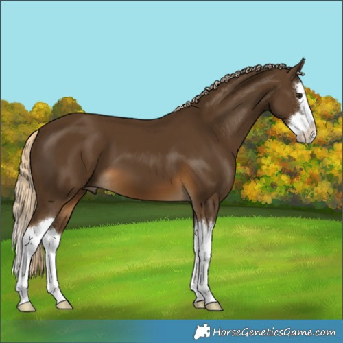 Horse Color:Chocolate Palomino Splash 