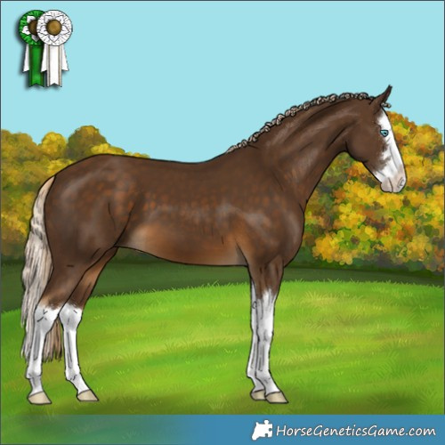 Horse Color:Chocolate Palomino Splash