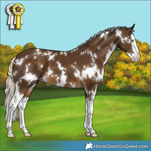 Horse Color:White Spotted Chocolate Palomino Splash 