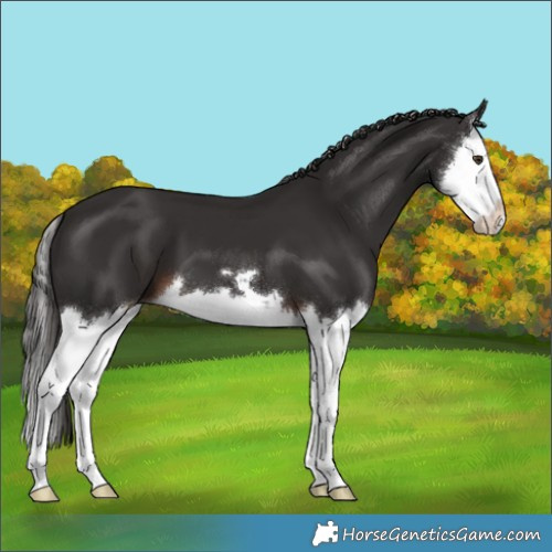Horse Color:Liver Chestnut Splash