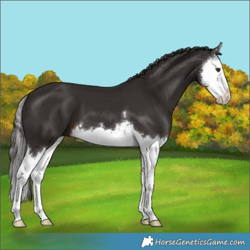 Horse Color:Liver Chestnut Splash