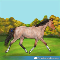 Horse Color:Bay Roan Tobiano 