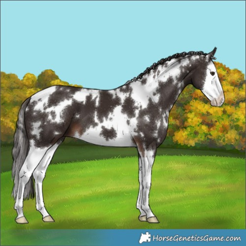 Horse Color:White Spotted Liver Chestnut Splash 
