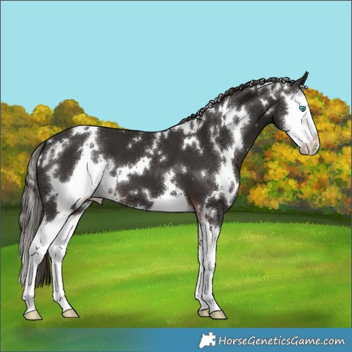 Horse Color:White Spotted Liver Chestnut Splash 