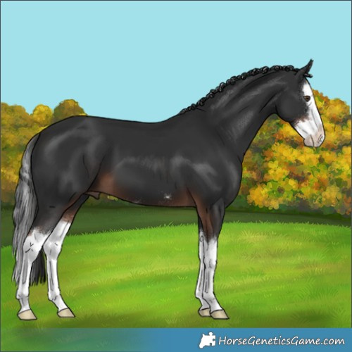 Horse Color:Liver Chestnut Splash 