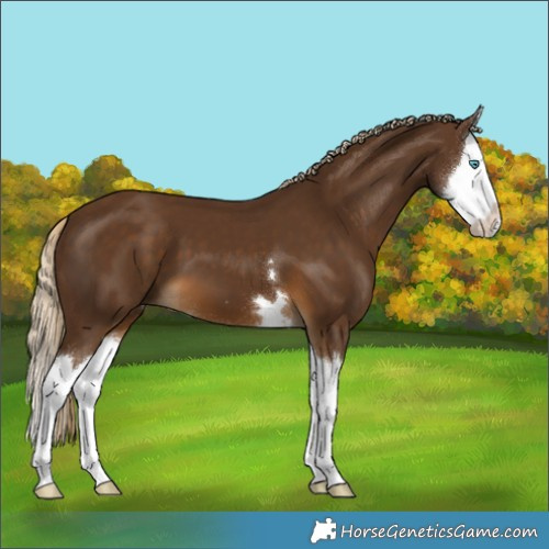 Horse Color:Chocolate Palomino Splash